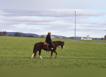 American Quarter Horse, Gelding, 14 years, Sorrel