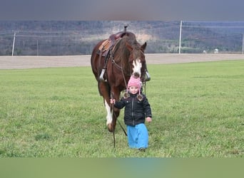American Quarter Horse, Gelding, 14 years, Sorrel