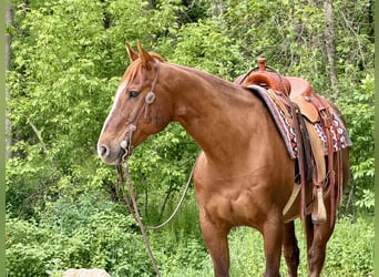 American Quarter Horse, Gelding, 14 years, Sorrel