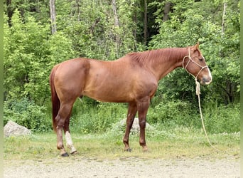 American Quarter Horse, Gelding, 14 years, Sorrel