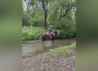 American Quarter Horse, Gelding, 14 years, Sorrel