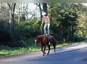 American Quarter Horse, Gelding, 14 years, Sorrel