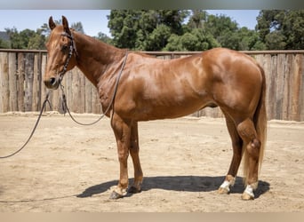 American Quarter Horse, Gelding, 14 years, Sorrel