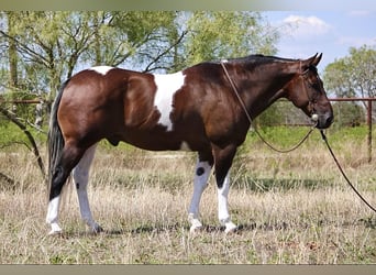 American Quarter Horse, Gelding, 14 years, Tobiano-all-colors