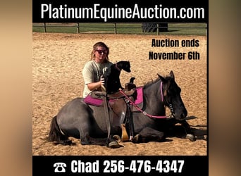 American Quarter Horse, Gelding, 15 years, 11.3 hh, Grullo