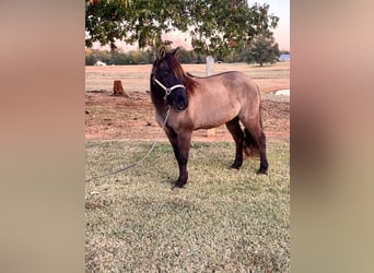 American Quarter Horse, Gelding, 15 years, 11.3 hh, Grullo