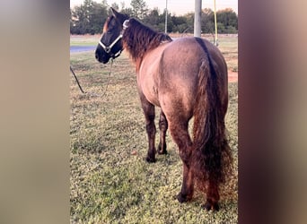 American Quarter Horse, Gelding, 15 years, 11.3 hh, Grullo