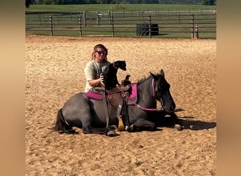 American Quarter Horse, Gelding, 15 years, 11.3 hh, Grullo