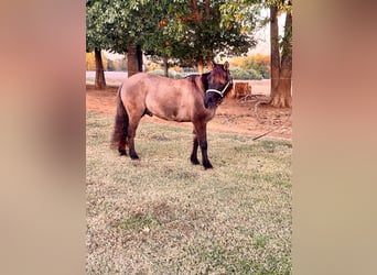 American Quarter Horse, Gelding, 15 years, 11.3 hh, Grullo