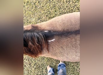 American Quarter Horse, Gelding, 15 years, 11.3 hh, Grullo