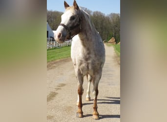 American Quarter Horse, Gelding, 15 years, 13,3 hh, White