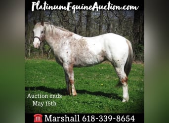 American Quarter Horse, Gelding, 15 years, 13,3 hh, White