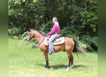 American Quarter Horse, Gelding, 15 years, 13 hh, Bay