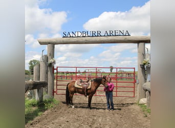 American Quarter Horse, Gelding, 15 years, 13 hh, Bay