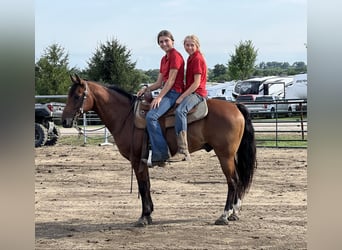 American Quarter Horse, Gelding, 15 years, 13 hh, Bay