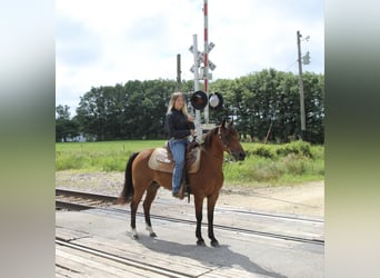 American Quarter Horse, Gelding, 15 years, 13 hh, Bay