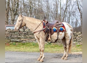 American Quarter Horse, Gelding, 15 years, 14.1 hh, Champagne