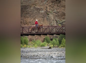 American Quarter Horse, Gelding, 15 years, 14.1 hh, Sorrel