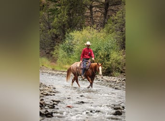 American Quarter Horse, Gelding, 15 years, 14.1 hh, Sorrel