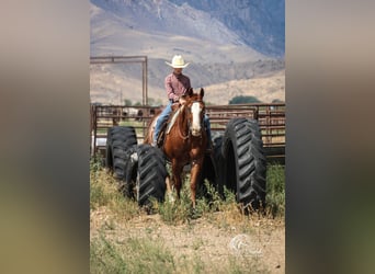 American Quarter Horse, Gelding, 15 years, 14.1 hh, Sorrel