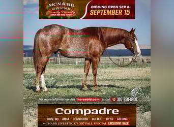 American Quarter Horse, Gelding, 15 years, 14.1 hh, Sorrel