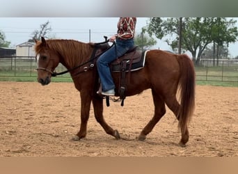 American Quarter Horse, Gelding, 15 years, 14.1 hh, Sorrel
