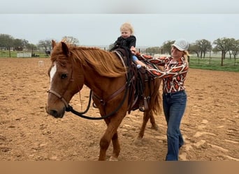American Quarter Horse, Gelding, 15 years, 14.1 hh, Sorrel
