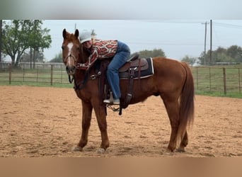 American Quarter Horse, Gelding, 15 years, 14.1 hh, Sorrel