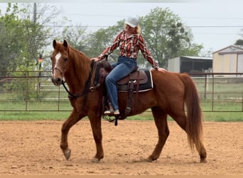 American Quarter Horse, Gelding, 15 years, 14.1 hh, Sorrel