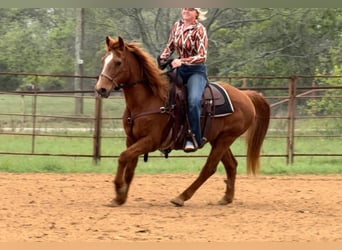 American Quarter Horse, Gelding, 15 years, 14.1 hh, Sorrel