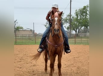 American Quarter Horse, Gelding, 15 years, 14.1 hh, Sorrel