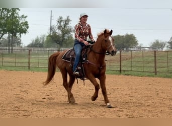 American Quarter Horse, Gelding, 15 years, 14.1 hh, Sorrel