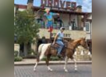 American Quarter Horse, Gelding, 15 years, 14.1 hh, Tobiano-all-colors