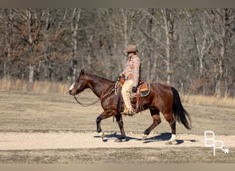 American Quarter Horse, Gelding, 15 years, 14.2 hh, Bay