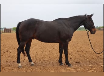 American Quarter Horse, Gelding, 15 years, 14.2 hh, Brown