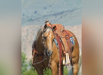 American Quarter Horse, Gelding, 15 years, 14.2 hh, Palomino