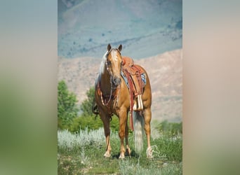 American Quarter Horse, Gelding, 15 years, 14.2 hh, Palomino