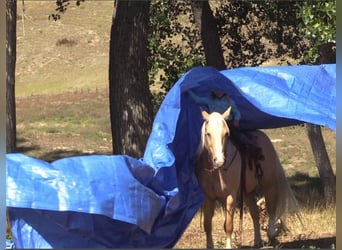 American Quarter Horse, Gelding, 15 years, 14.2 hh, Palomino