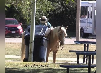 American Quarter Horse, Gelding, 15 years, 14.2 hh, Palomino