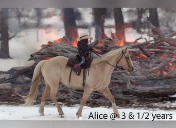 American Quarter Horse, Gelding, 15 years, 14.2 hh, Palomino