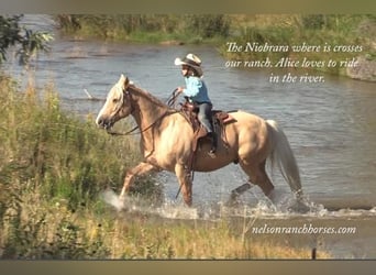 American Quarter Horse, Gelding, 15 years, 14.2 hh, Palomino