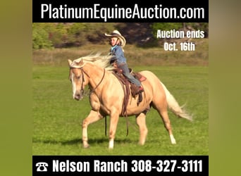 American Quarter Horse, Gelding, 15 years, 14.2 hh, Palomino