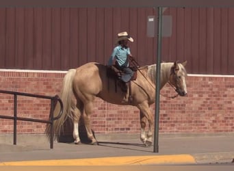 American Quarter Horse, Gelding, 15 years, 14.2 hh, Palomino