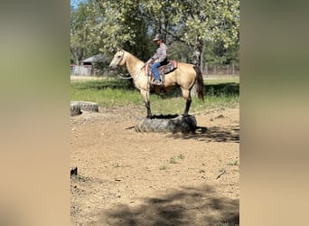 American Quarter Horse, Gelding, 15 years, 14.3 hh, Buckskin