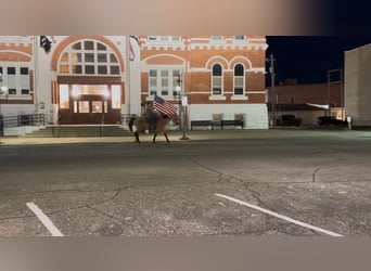American Quarter Horse, Gelding, 15 years, 14.3 hh, Buckskin