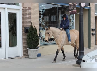 American Quarter Horse, Gelding, 15 years, 14.3 hh, Buckskin