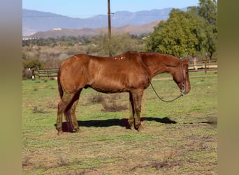 American Quarter Horse, Gelding, 15 years, 14.3 hh, Dun