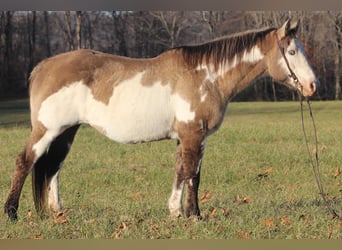 American Quarter Horse, Gelding, 15 years, 14.3 hh, Overo-all-colors