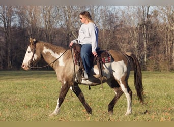 American Quarter Horse, Gelding, 15 years, 14.3 hh, Overo-all-colors