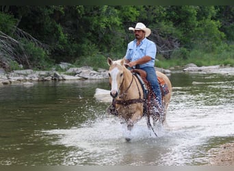 American Quarter Horse, Gelding, 15 years, 14.3 hh, Palomino